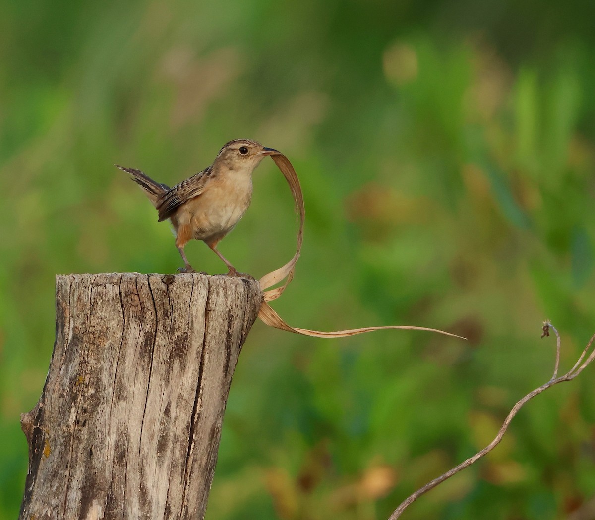 Sedge Wren - ML601970931