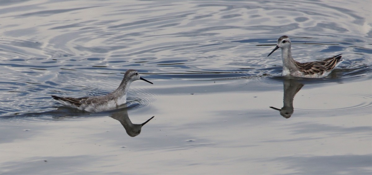 Wilson's Phalarope - ML601971061