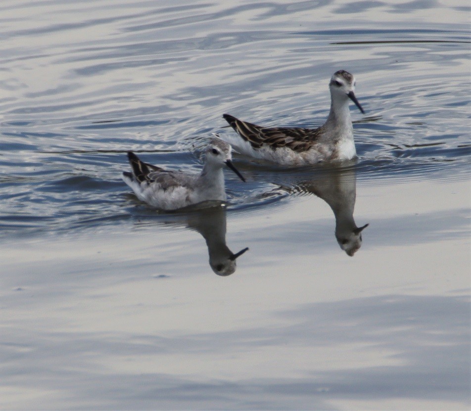 Wilson's Phalarope - ML601971071