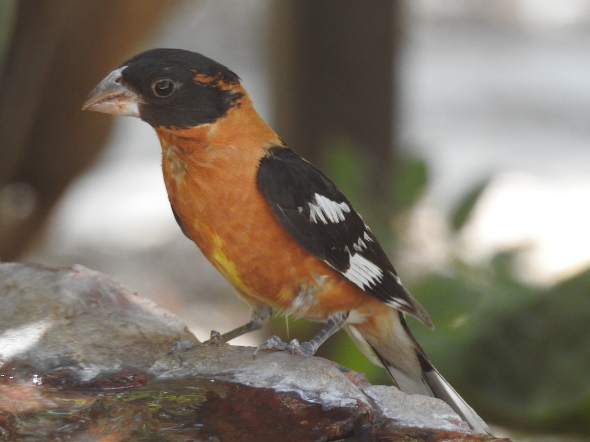 Black-headed Grosbeak - ML601972381