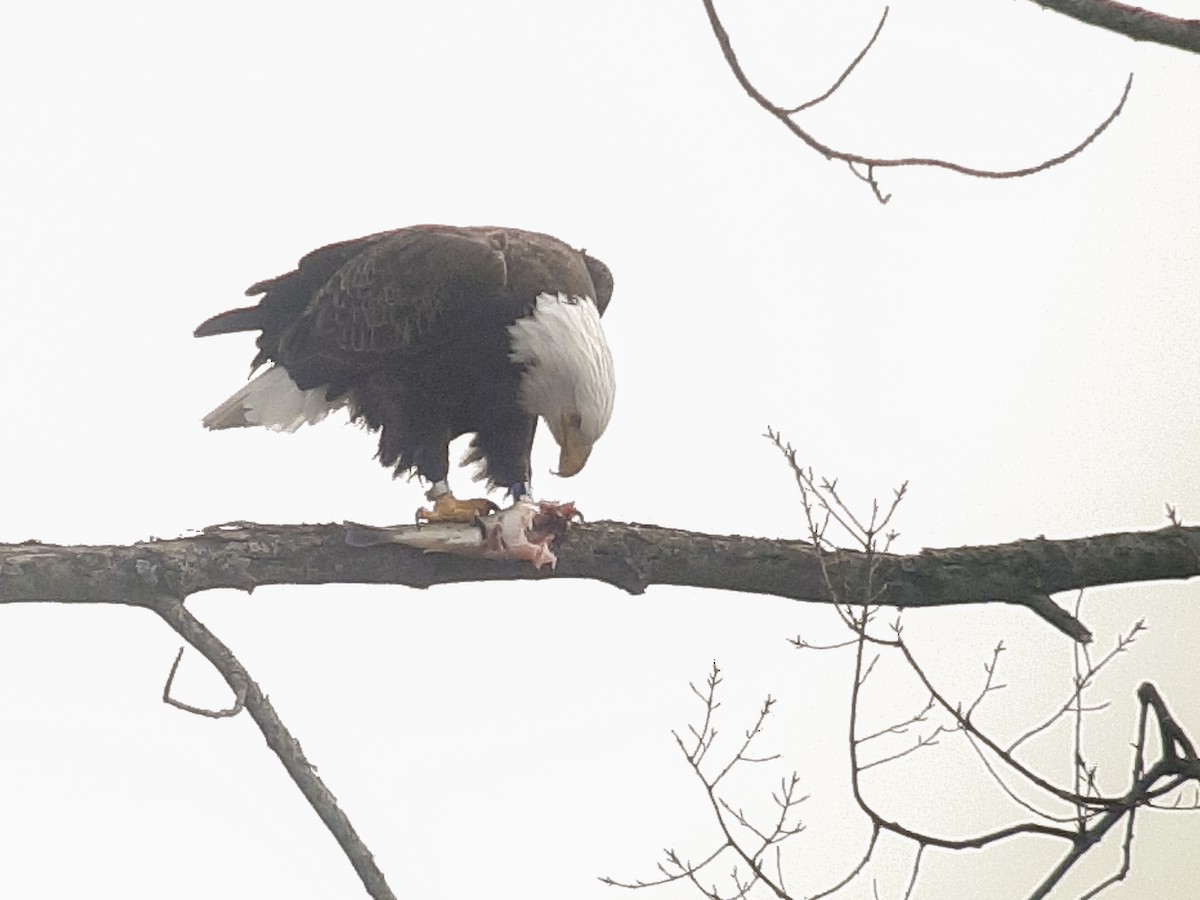 Bald Eagle - ML601974561