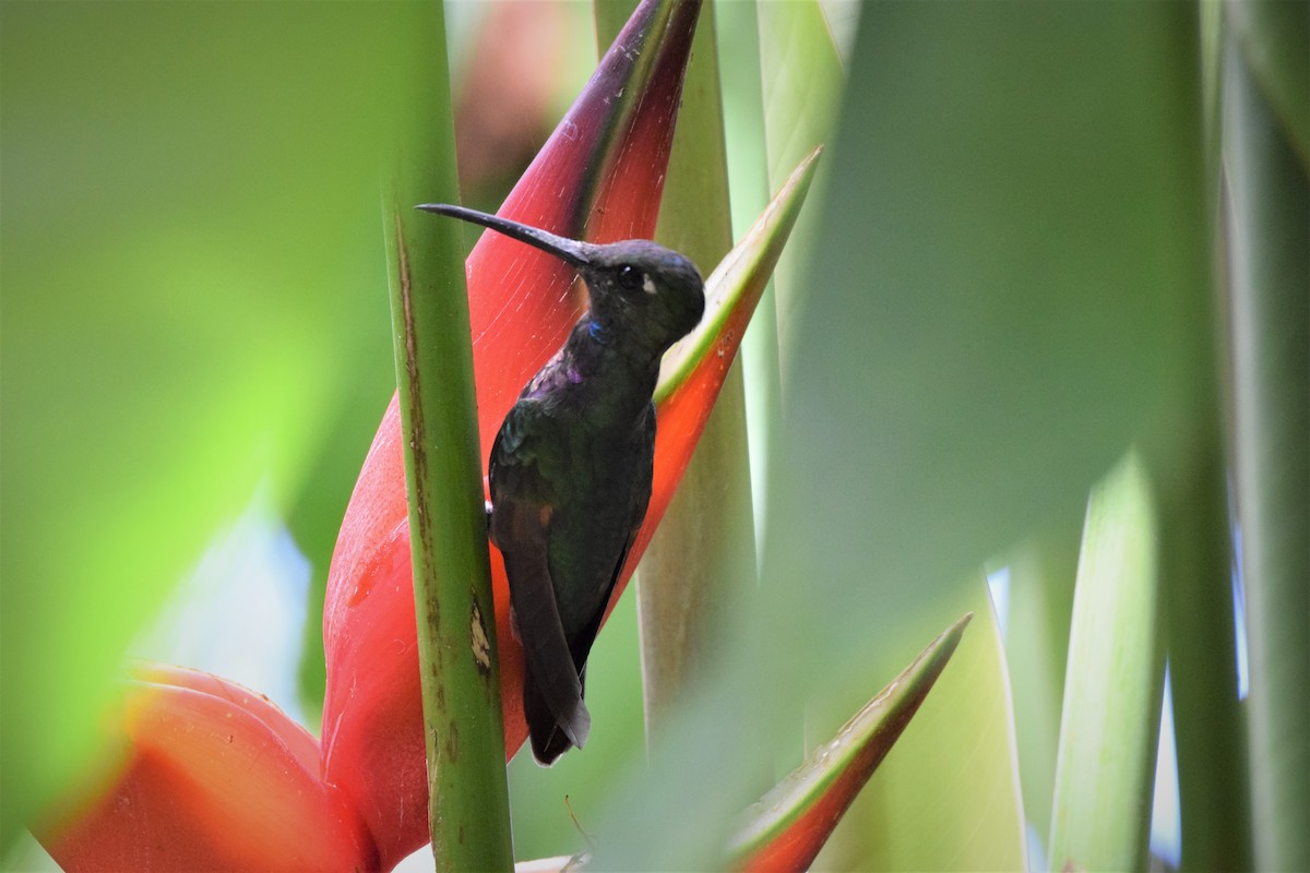 Violet-fronted Brilliant - Freddy Oswaldo Ovalles Pabon