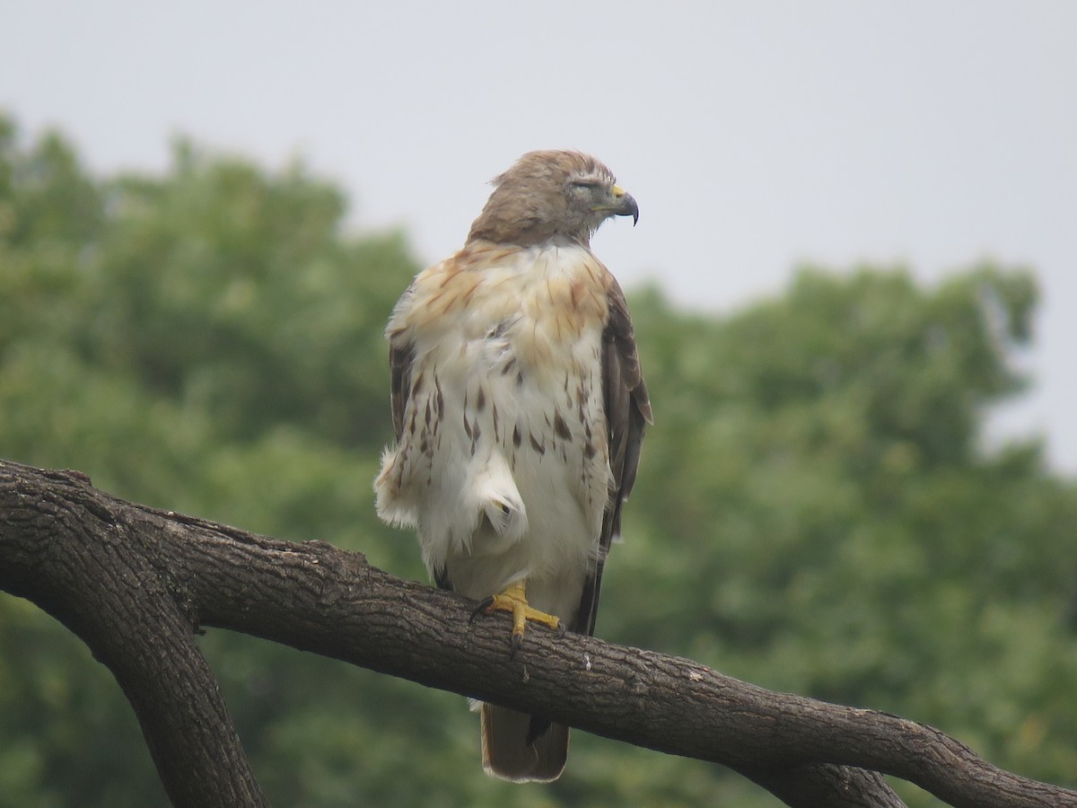 Red-tailed Hawk - ML601975811