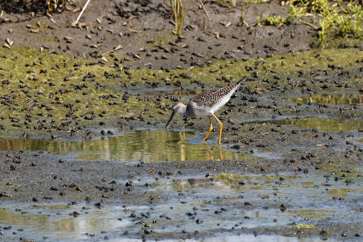 コキアシシギ - ML601976211