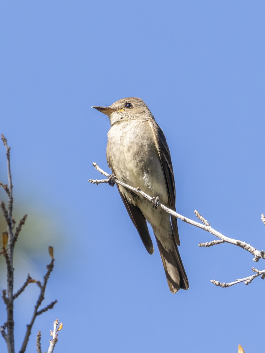 Western Wood-Pewee - ML601976611