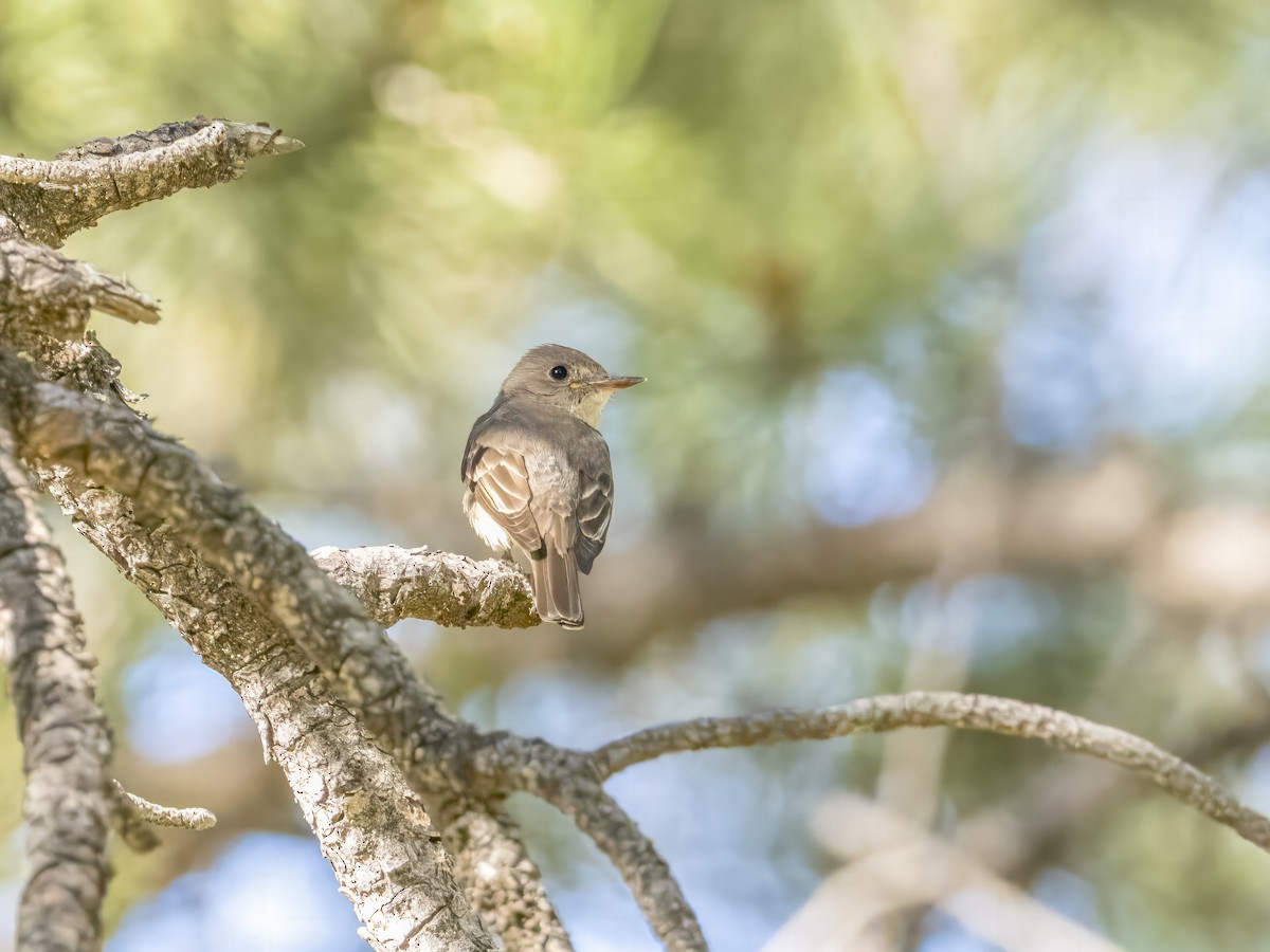 Western Wood-Pewee - ML601976621