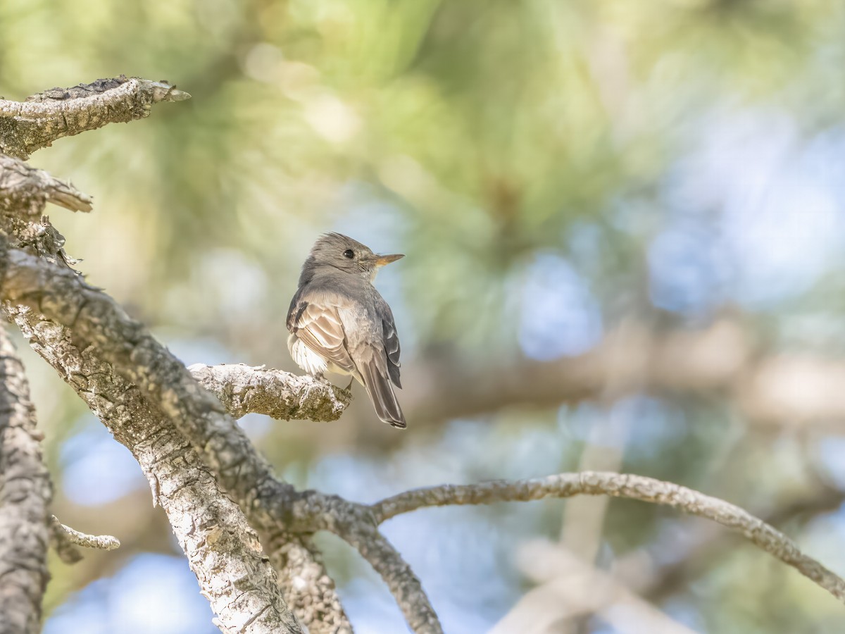 Western Wood-Pewee - ML601976631