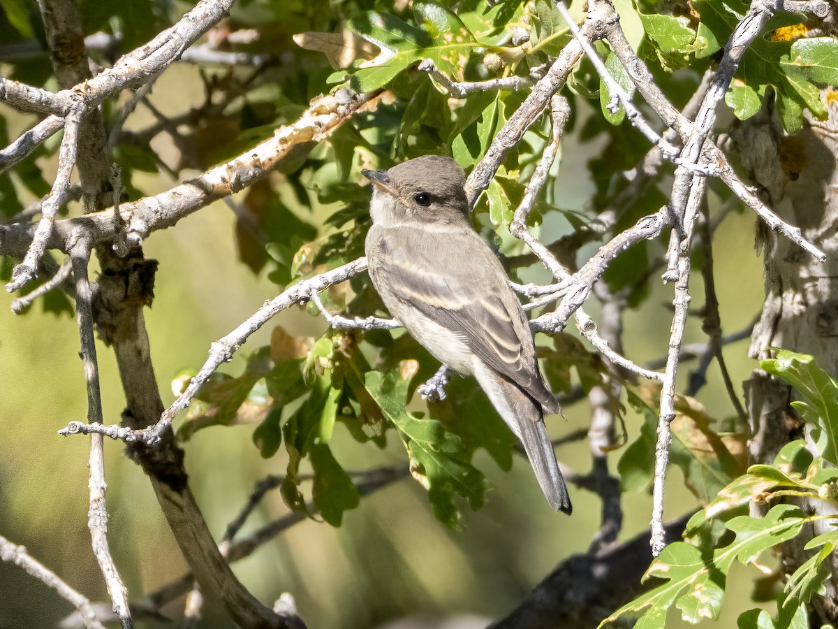 Western Wood-Pewee - ML601976641