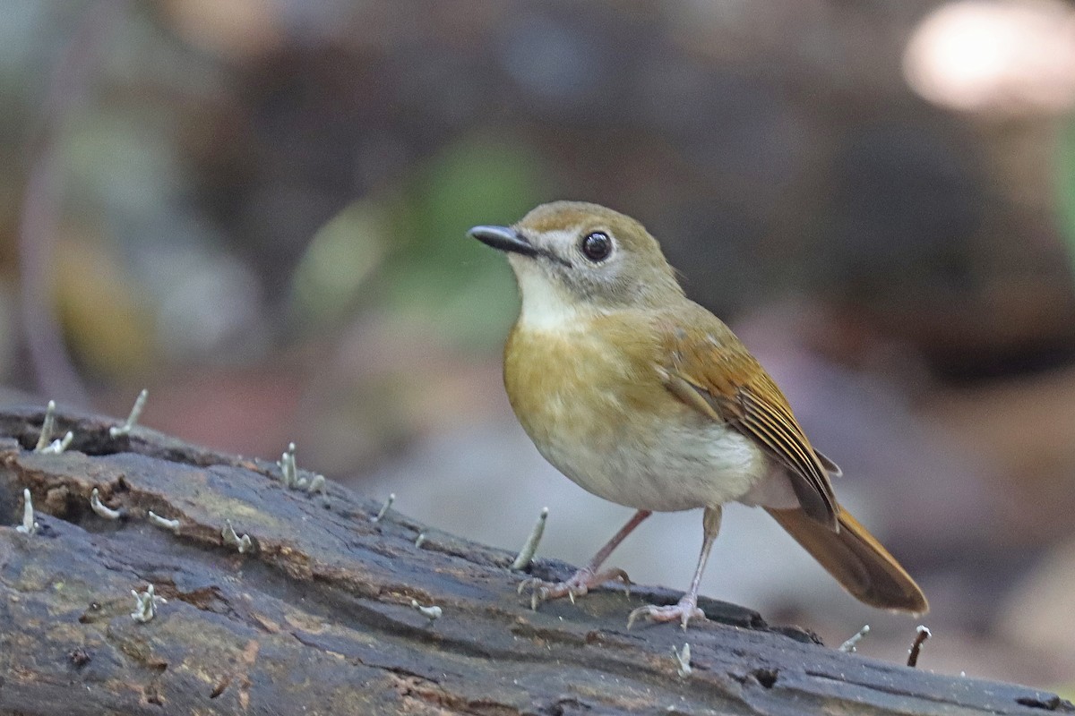 Papamoscas Dorsioliva - ML601977351