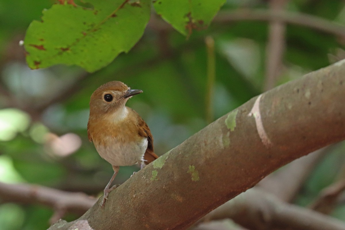 Papamoscas Dorsioliva - ML601977381