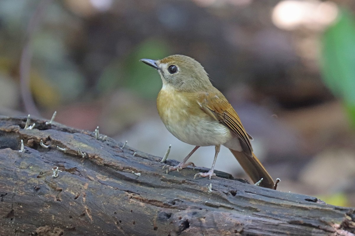 Papamoscas Dorsioliva - ML601977441