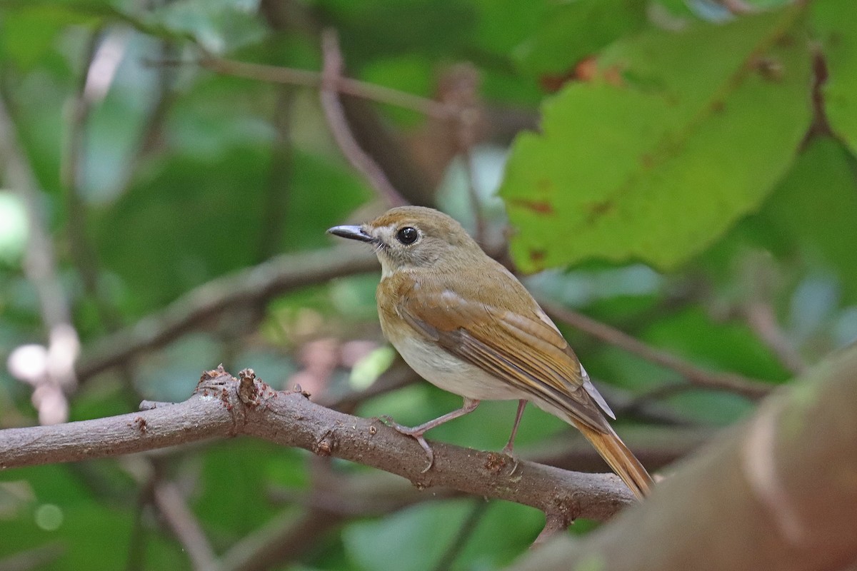 Papamoscas Dorsioliva - ML601977471