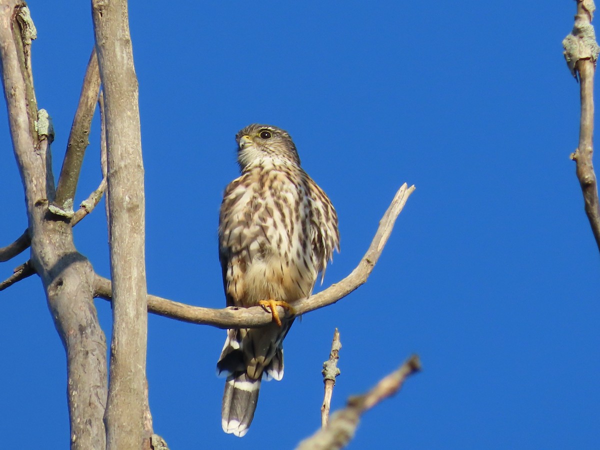 Merlin - Lloyd Davis