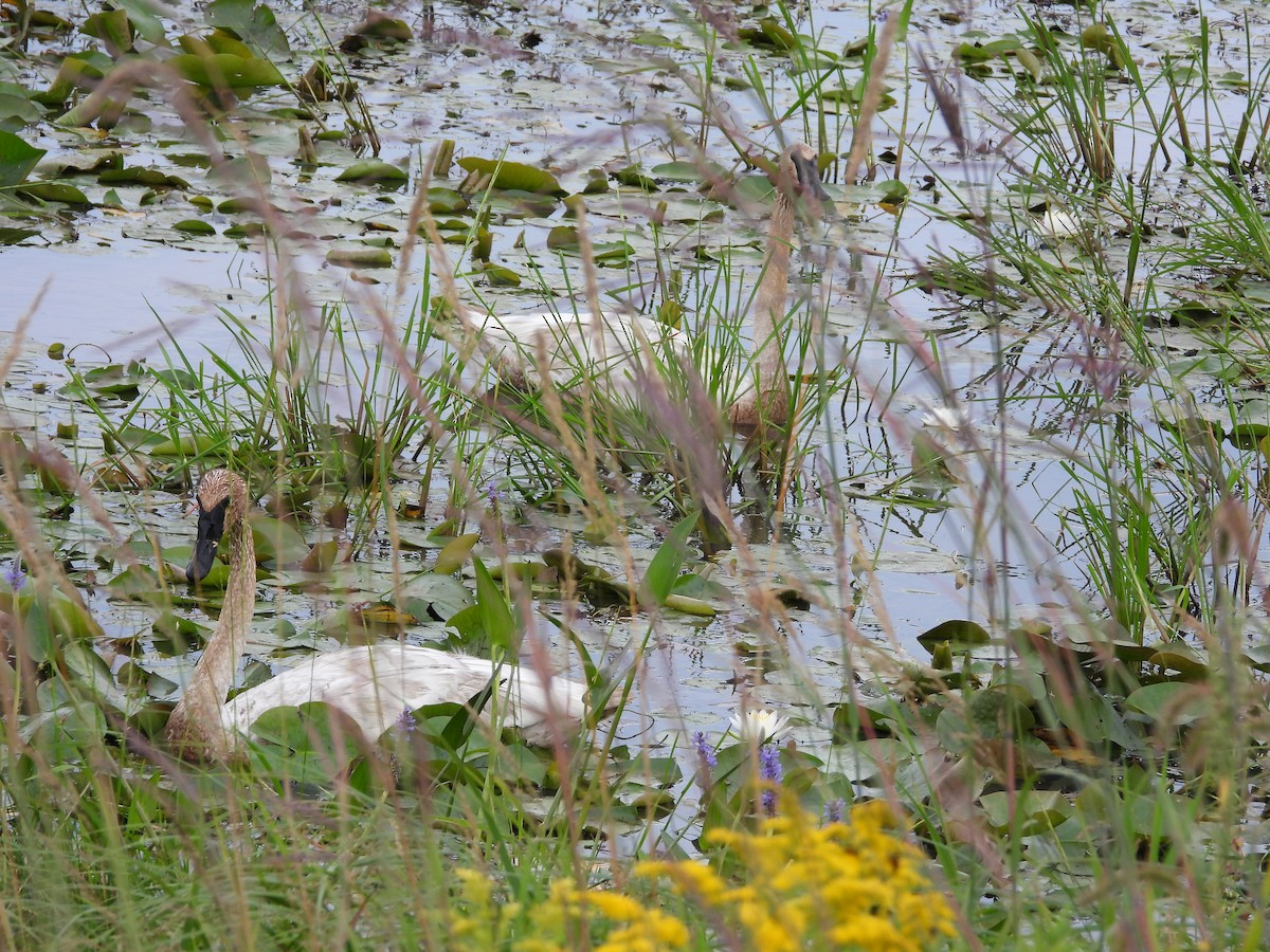 Trumpeter Swan - ML601979741