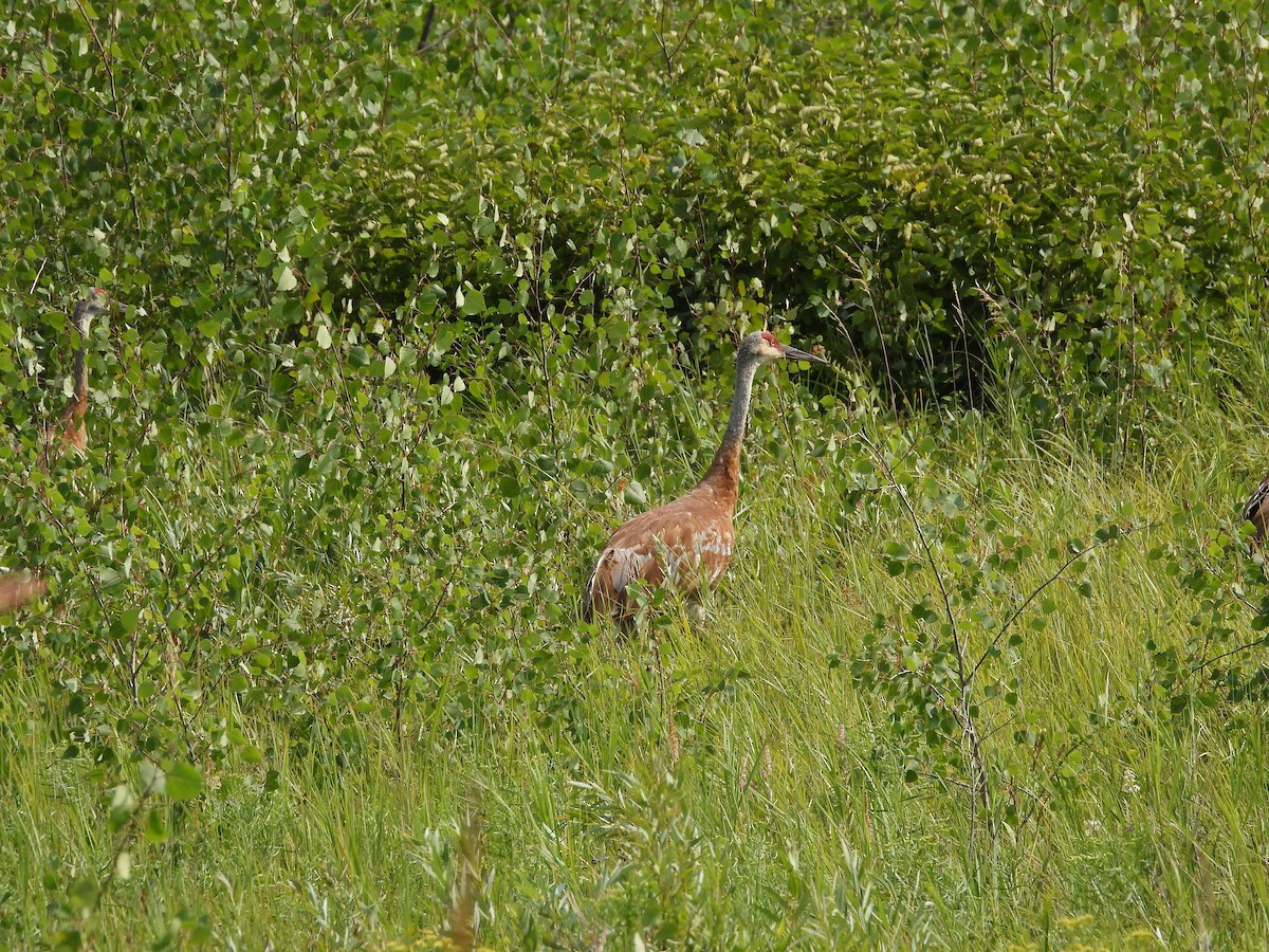 Sandhill Crane - ML601980371