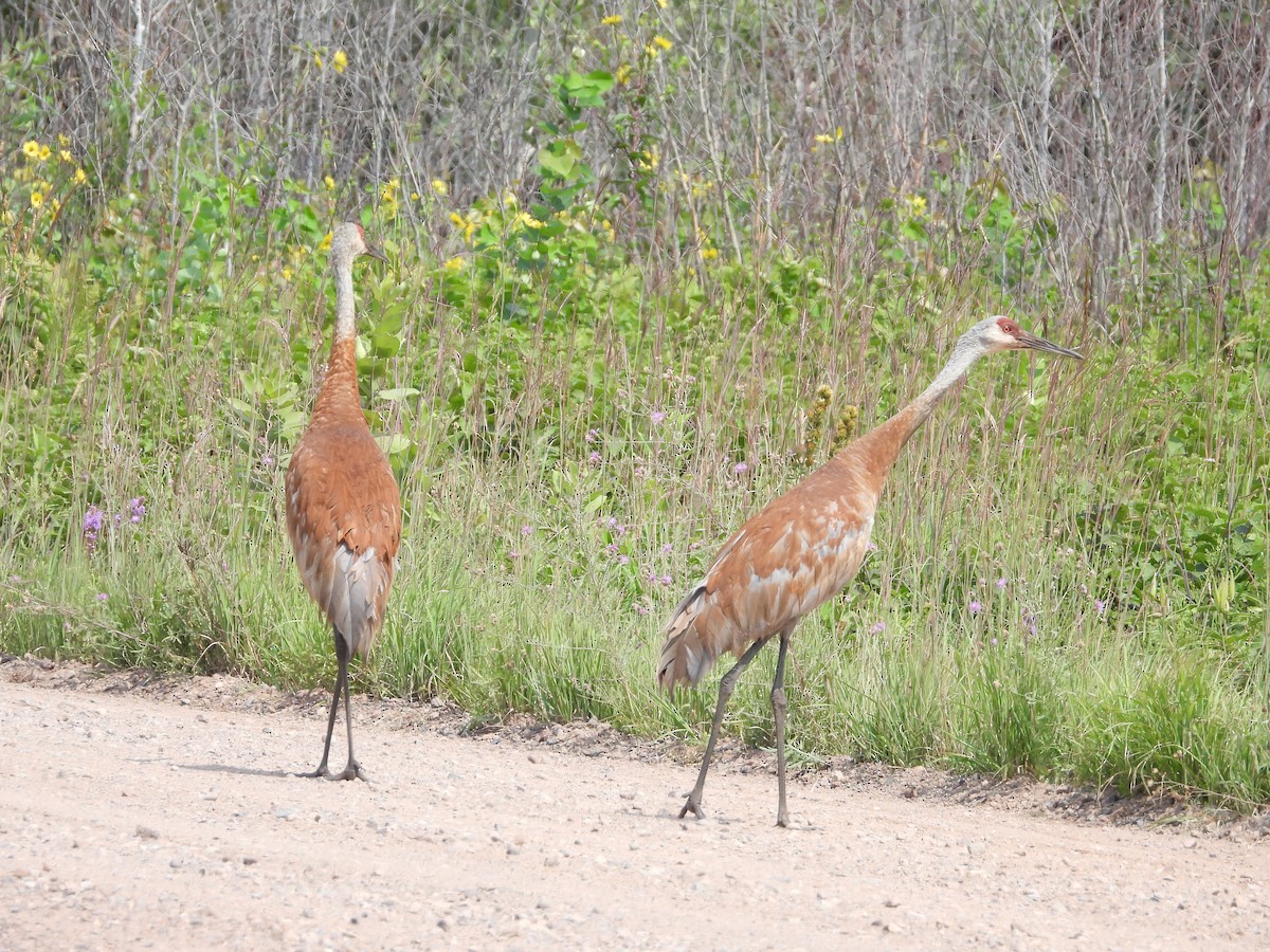 Sandhill Crane - ML601980391