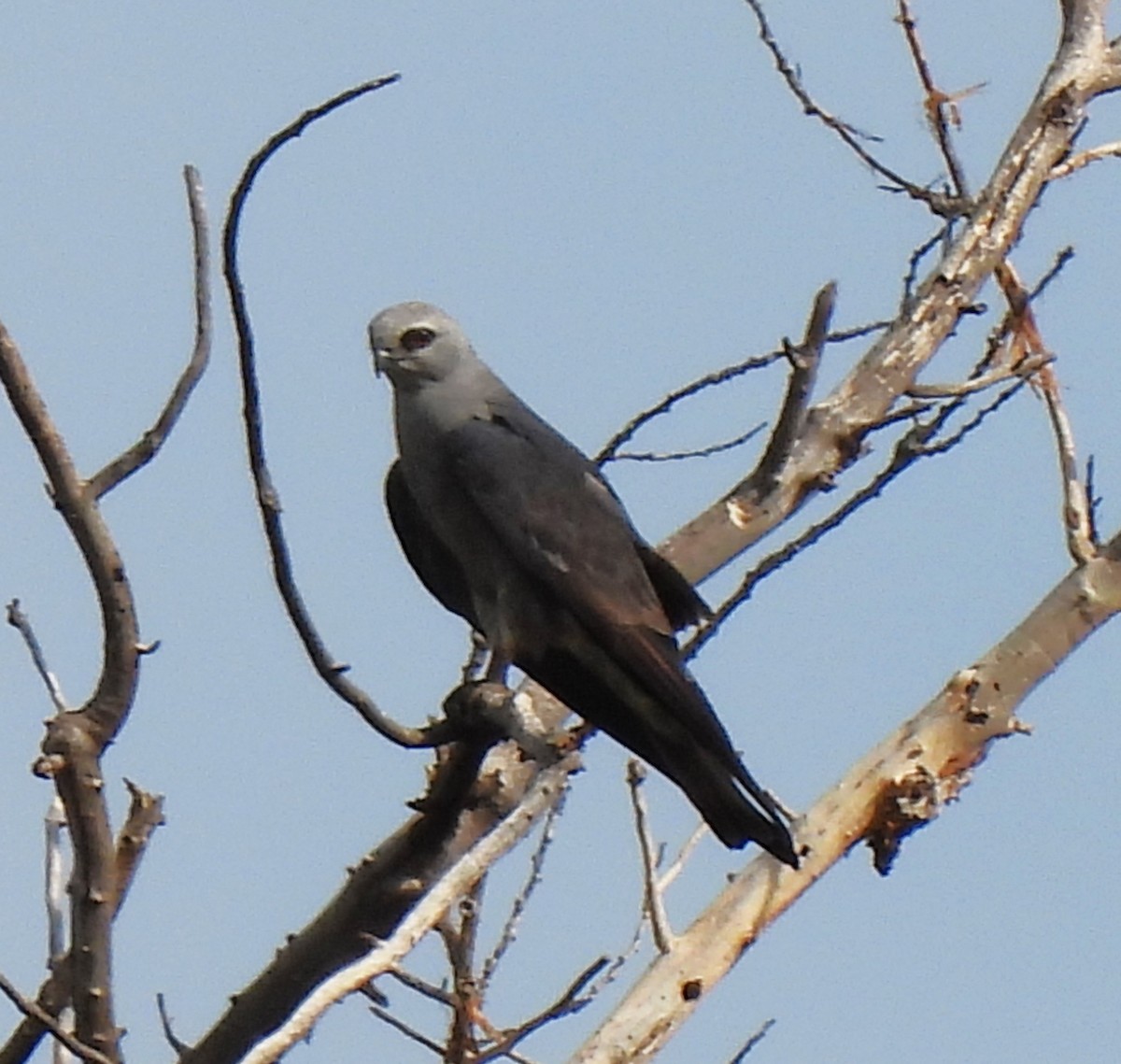 Mississippi Kite - ML601980861