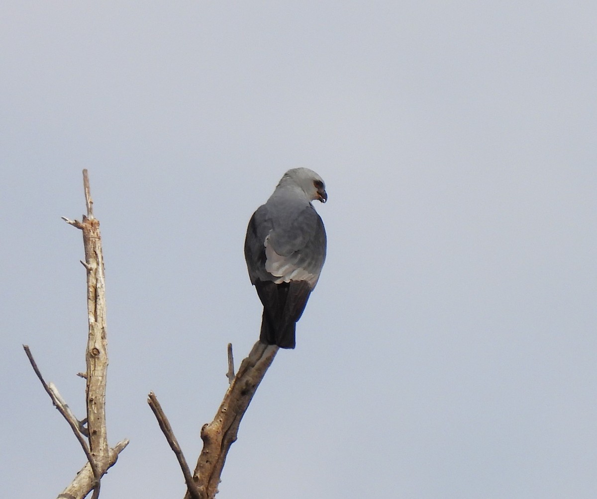 Mississippi Kite - ML601980891