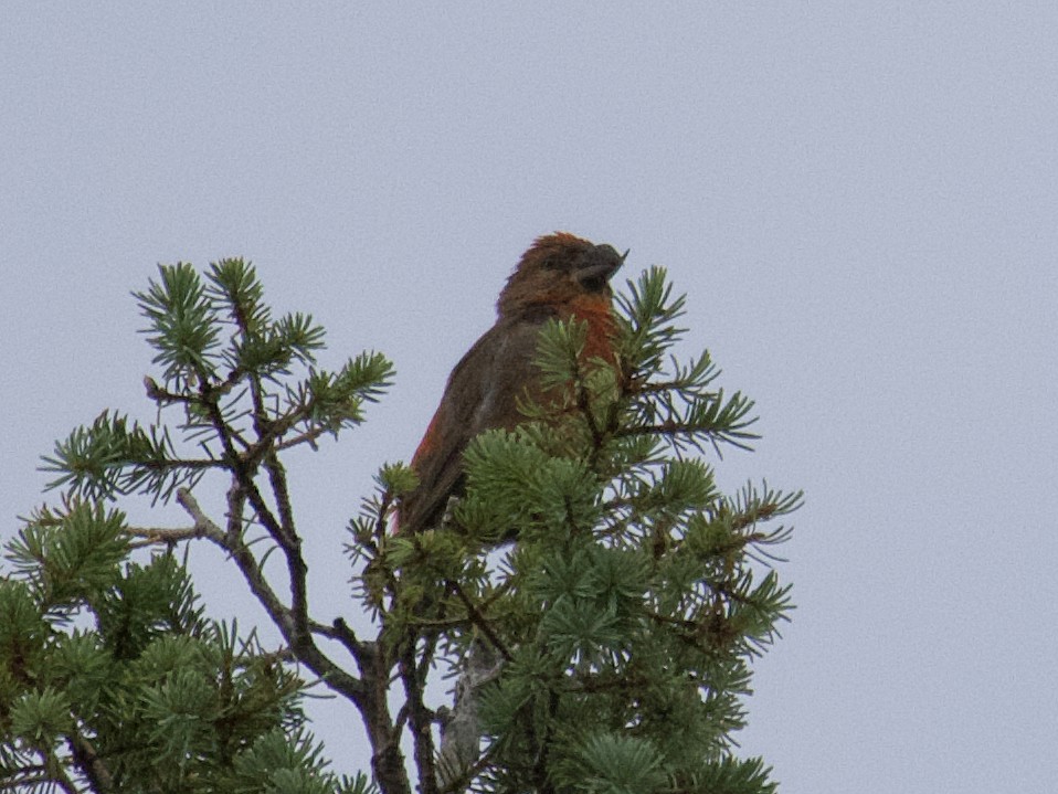 Red Crossbill - Dave Prentice