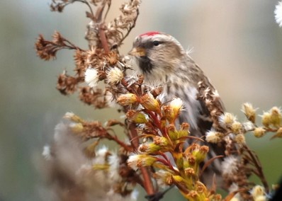 Common Redpoll - ML601981021