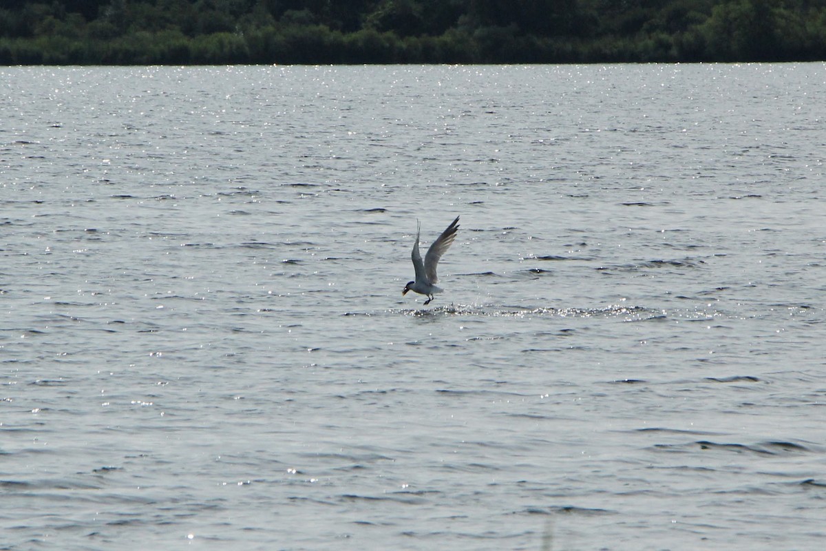 Caspian Tern - ML601981701