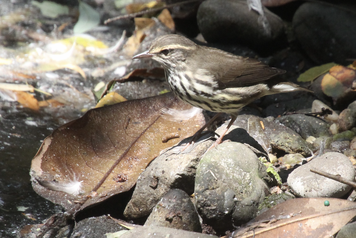 Northern Waterthrush - ML601981861