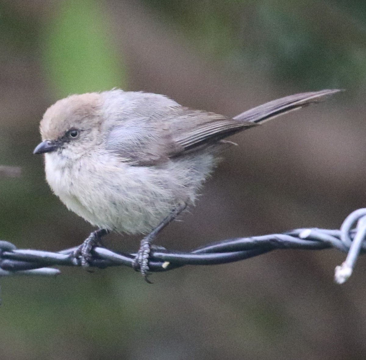 Bushtit - ML60198271