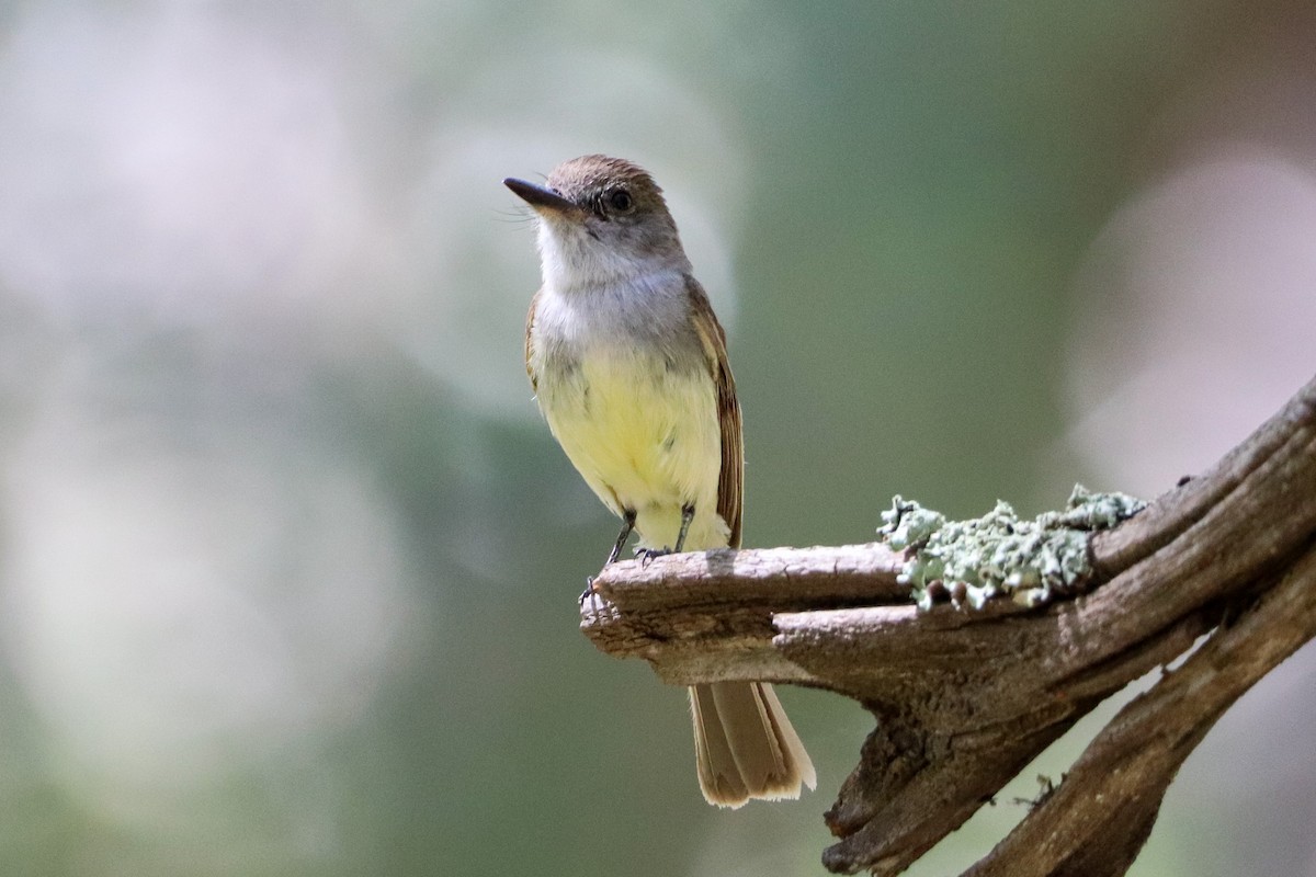 Dusky-capped Flycatcher - ML601982881