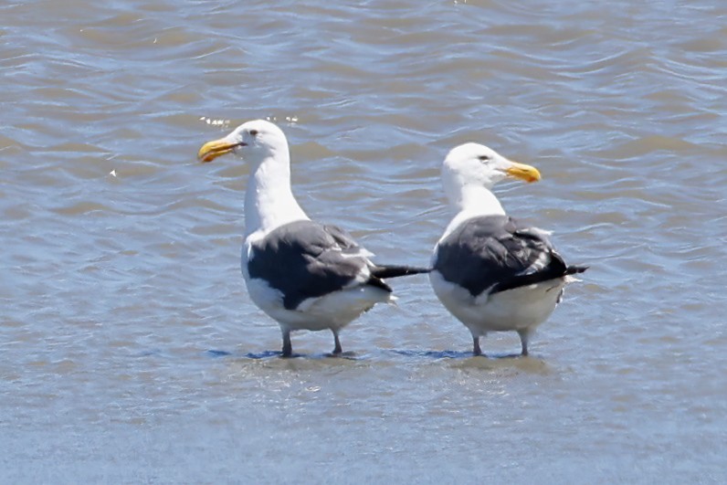 Western Gull - ML601983011