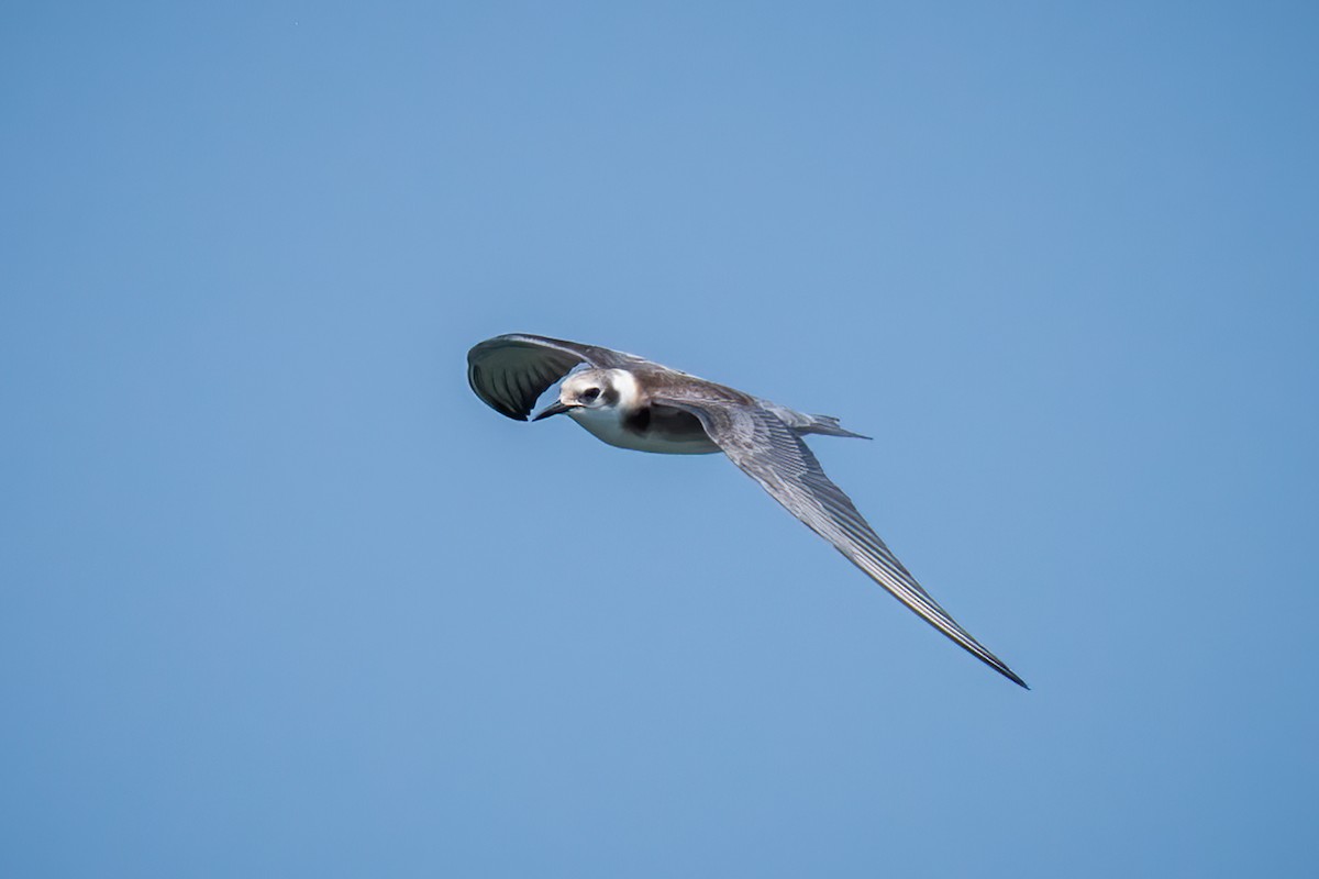 Black Tern - ML601983461