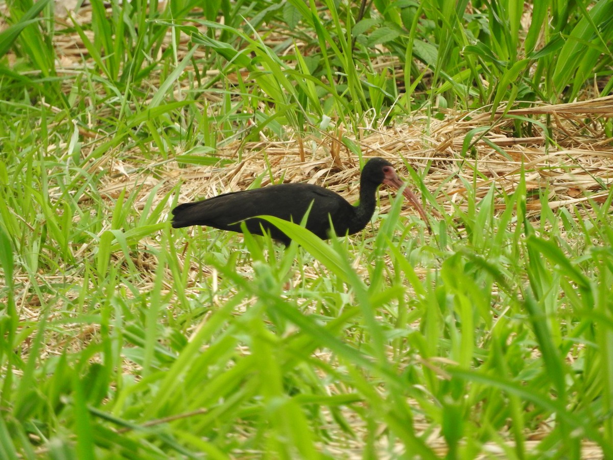 Ibis à face nue - ML601983661