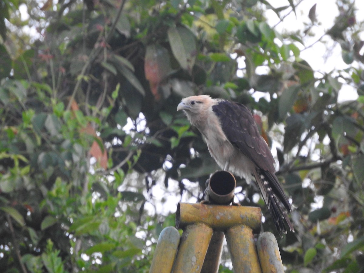 Yellow-headed Caracara - ML601983681