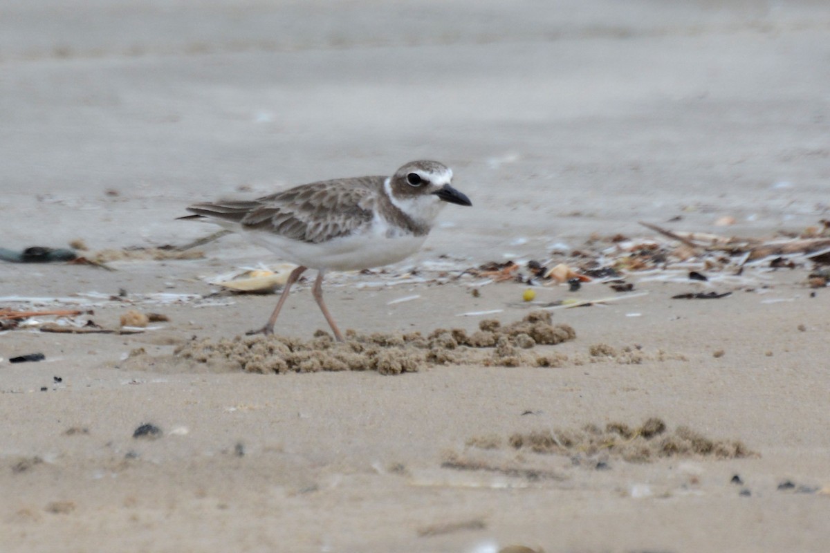 Wilson's Plover - ML60198501