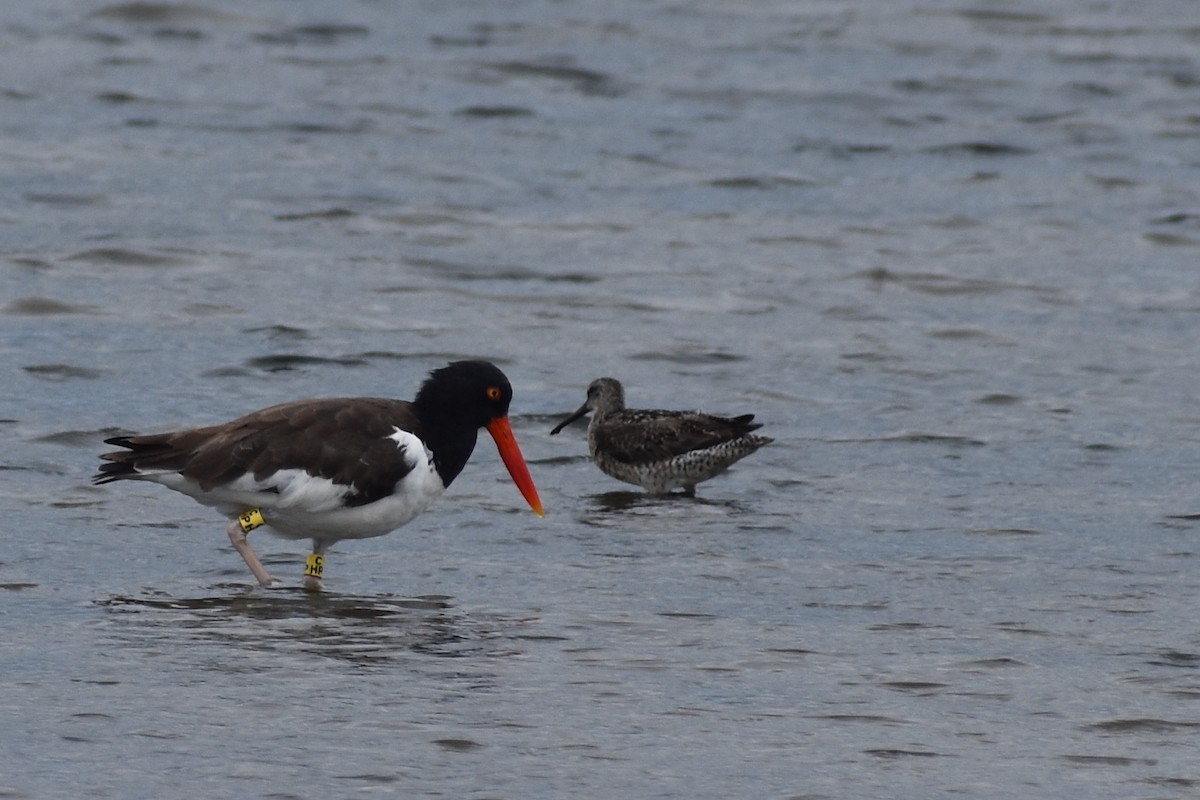 American Oystercatcher - Sheryl Johnson