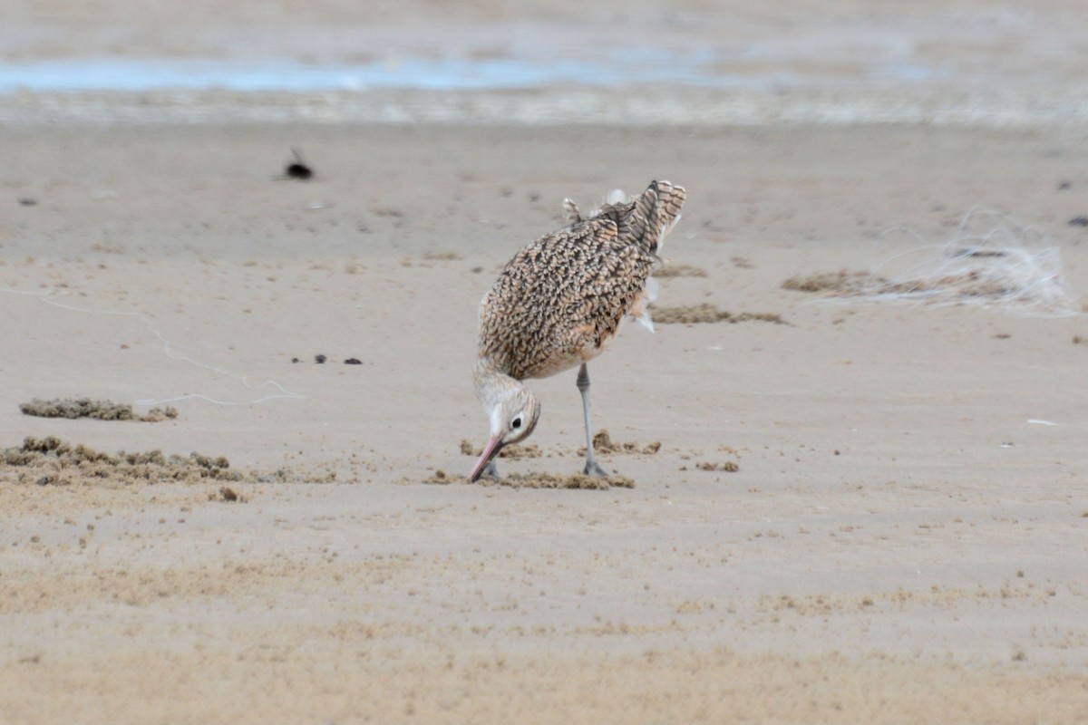 Long-billed Curlew - Janet Rathjen