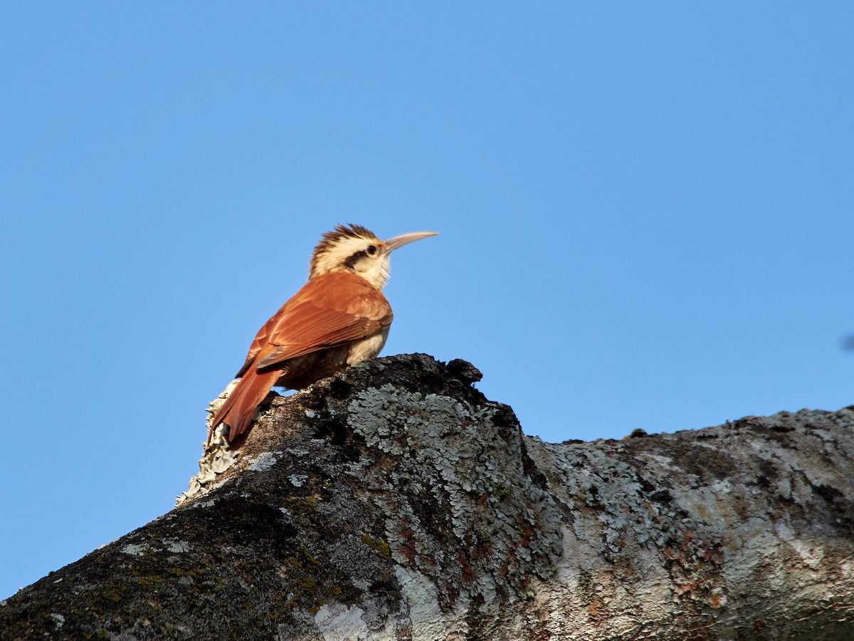 Narrow-billed Woodcreeper - Scott Ramos