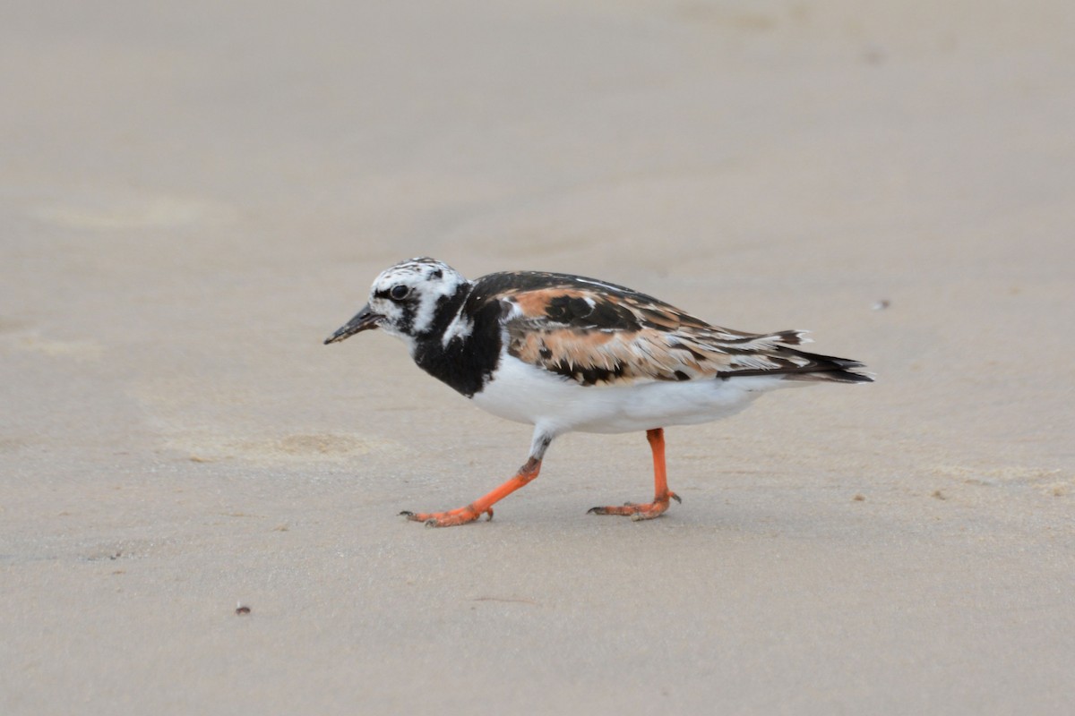 Ruddy Turnstone - ML60198541