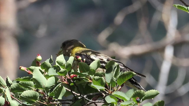 Evening Grosbeak (type 4) - ML601986401