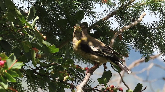 Evening Grosbeak (type 4) - ML601986431