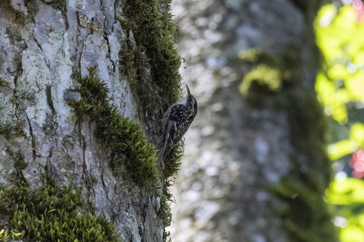 Sichuan Treecreeper - ML601986491