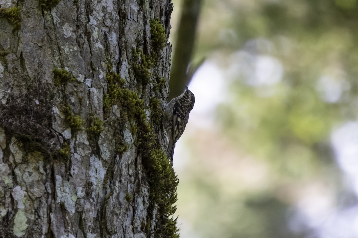 Sichuan Treecreeper - ML601986581