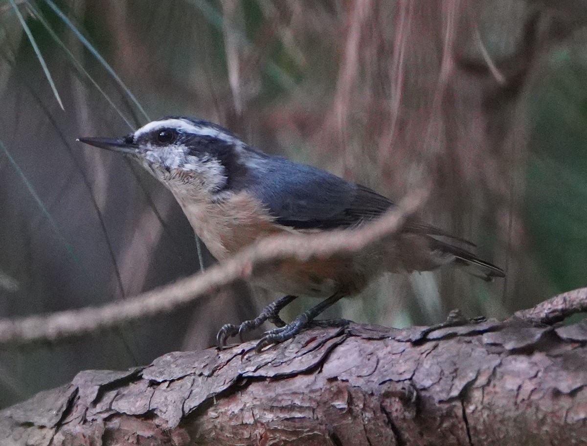 Red-breasted Nuthatch - ML601986781