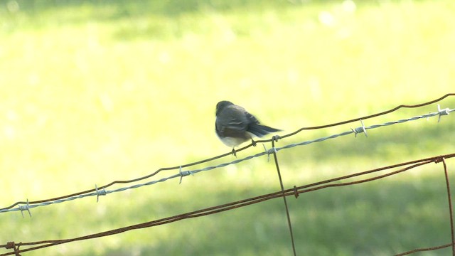 Gray Fantail (preissi) - ML601988481