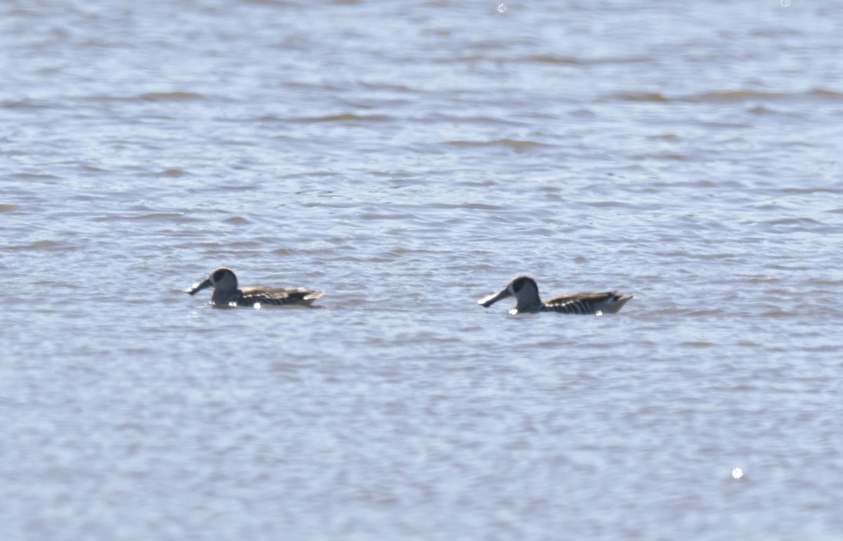 Pink-eared Duck - ML601990001