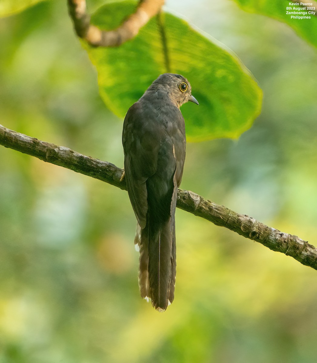 Brush Cuckoo - ML601992891