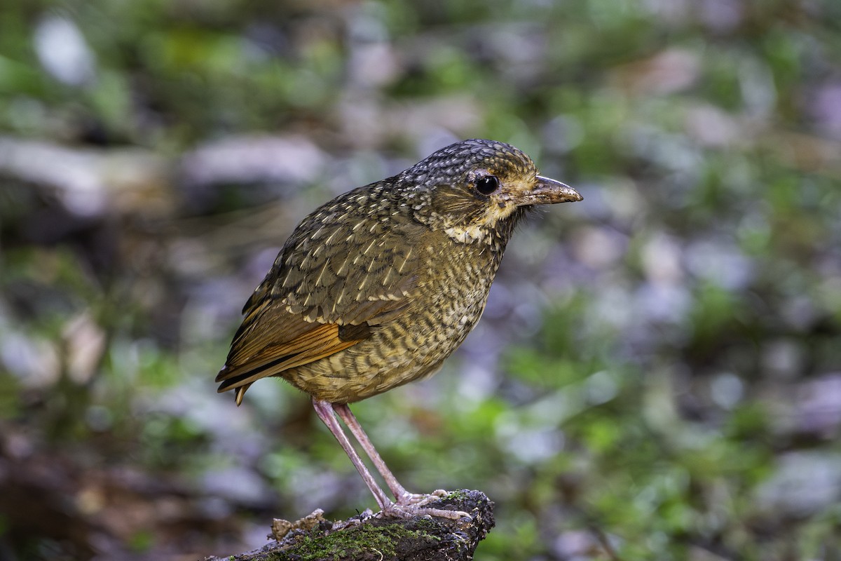 Variegated Antpitta - ML601993801