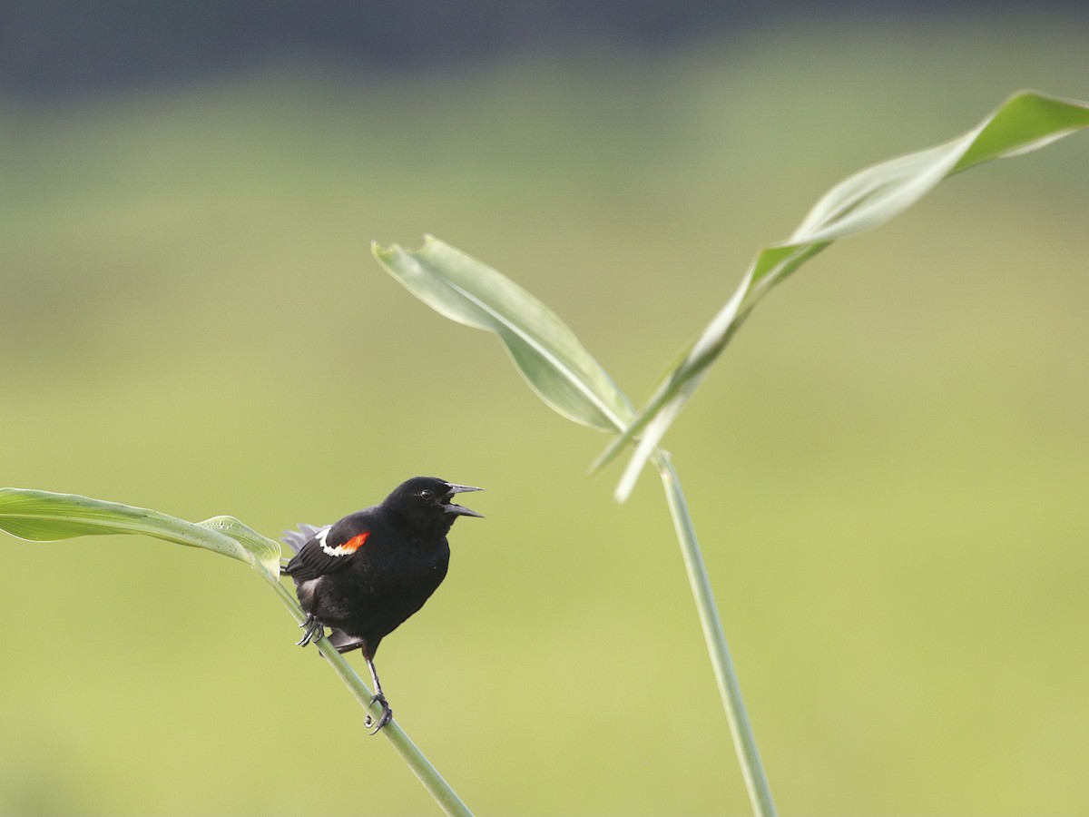 Red-winged Blackbird - ML601994681