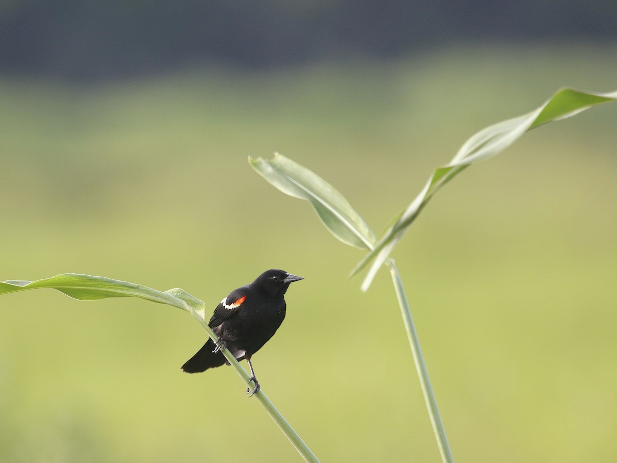 Red-winged Blackbird - ML601994701