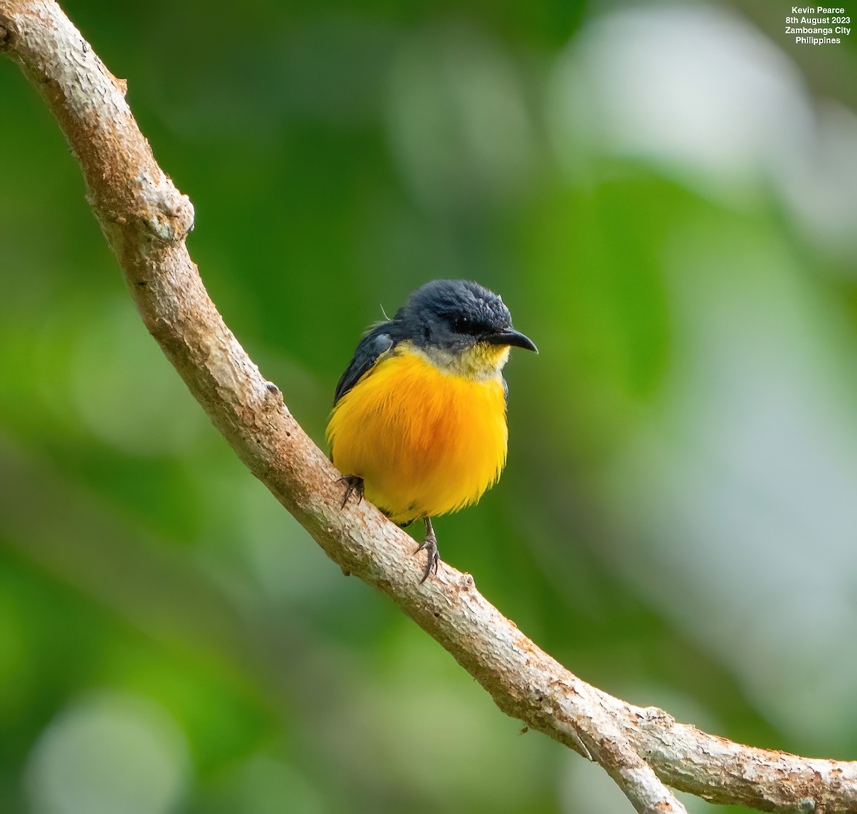 Orange-bellied Flowerpecker - ML601994711