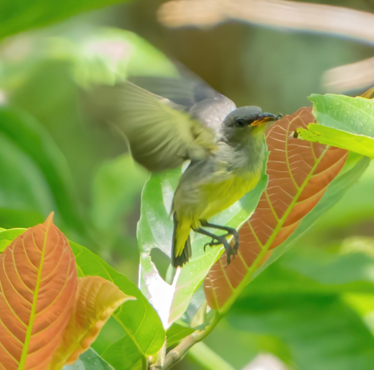 Orange-bellied Flowerpecker - ML601994731